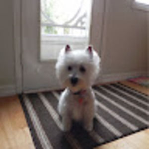 Meet your Posher, Terry